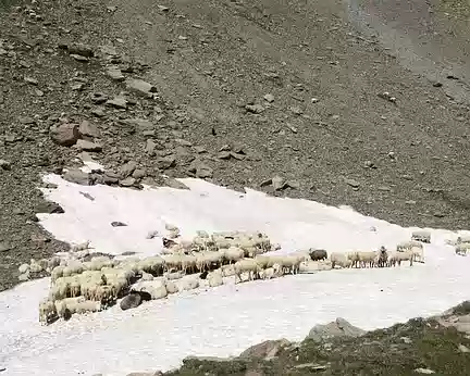 IMG_6996 dans le Vallonne dell'Infernetto les moutons luttent contre la chaleur
